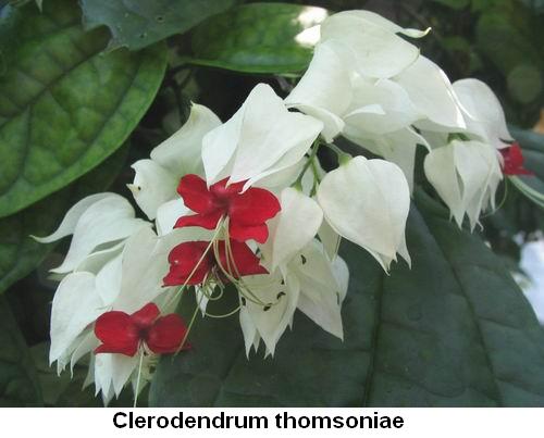 Clerodendrum thomsoniae.jpg